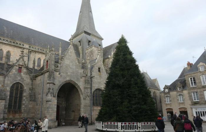 à Guérande, le sapin de Noël géant est déjà dressé !