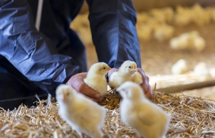 4 000 poussins meurent dans un incendie dans un bâtiment d’élevage, la structure en bois brûle rapidement