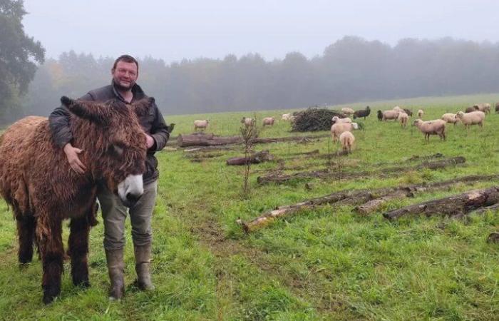 un atout protecteur contre les attaques des loups et des renards