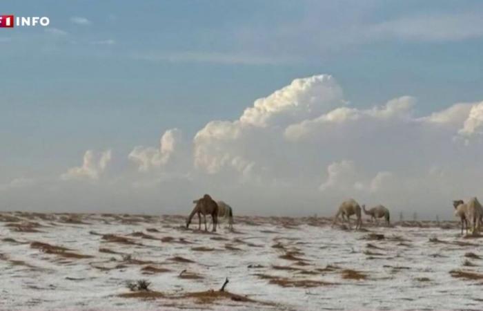 des images étonnantes du désert couvert de grêle