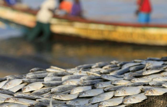 Les bateaux européens cesseront de pêcher au large du pays après l’expiration de l’accord