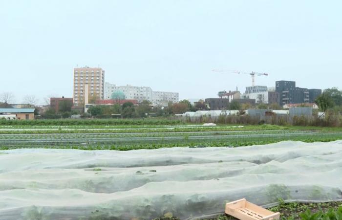 VIDÉO. L’un des derniers maraîchers de la Plaine Saint-Denis raconte son passé agricole près de Paris