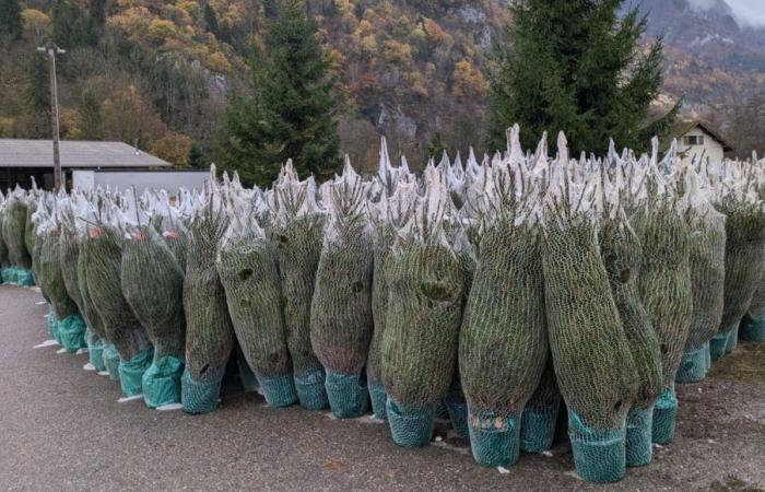 La coupe des arbres de Noël a commencé