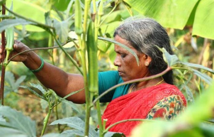 quel impact macroéconomique d’une transition complète vers l’agroécologie ?