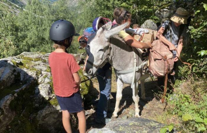 Hautes-Alpes. Les âniers de France réunis au Buëch ce week-end