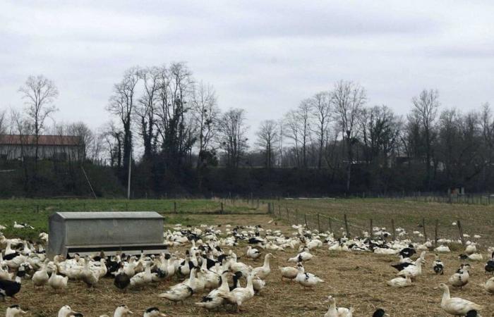 Inquiétudes des producteurs face au confinement des canards