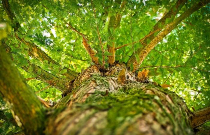 le Département plante 142 arbres le long de ses routes