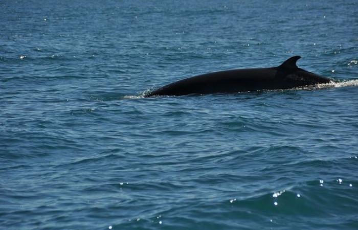 Le cadavre d’une baleine retrouvé sur une plage de la Manche