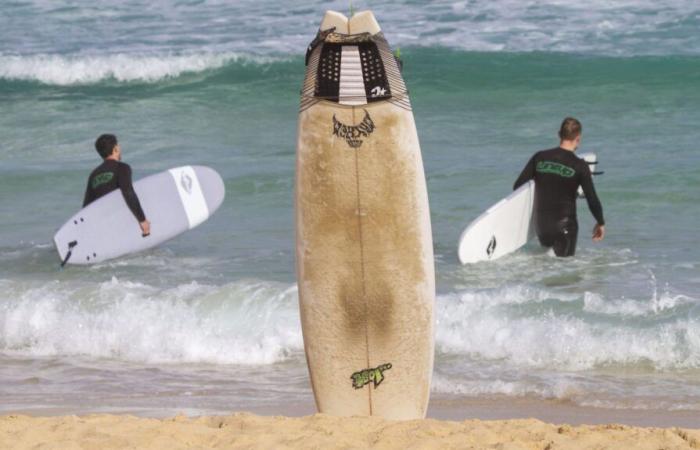 Selon des chercheurs australiens, éclairer votre planche de surf contribue à réduire le risque d’attaque de requins blancs