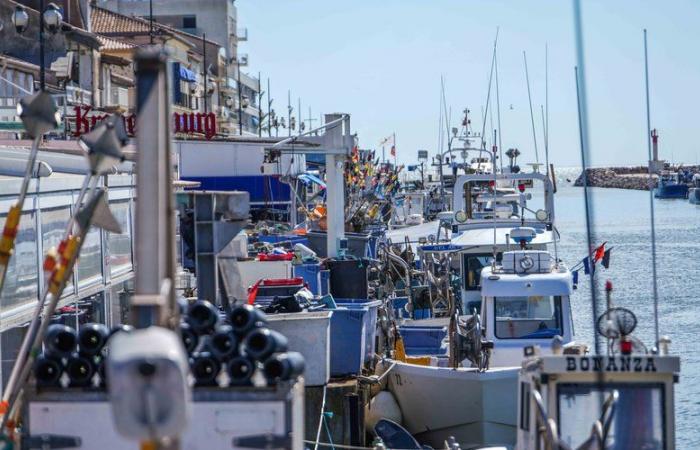 Effort de pêche, sortie de flotte… face aux difficultés des pêcheurs du Grau-du-Roi, le ministre attendu dans le Gard ce vendredi