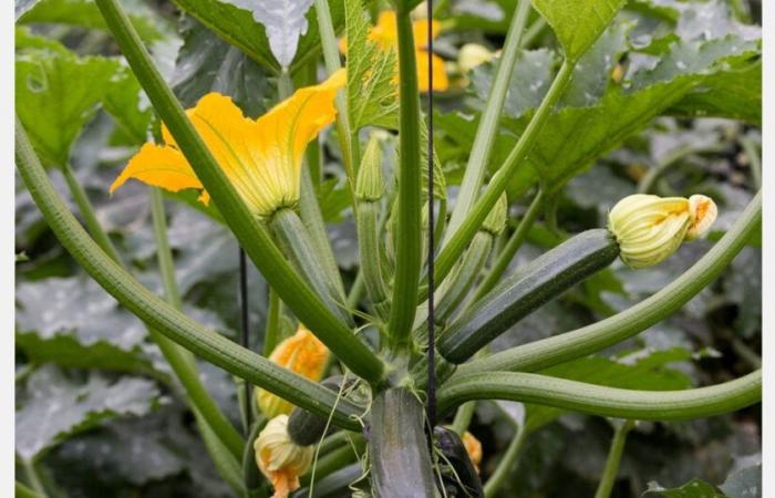 « Le Maroc a déjà commencé à expédier des courgettes vers la France et cela se reflète dans les prix »