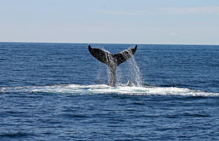 Une baleine à bosse échouée va être transformée en énergie dans l’Orne – Angers Info