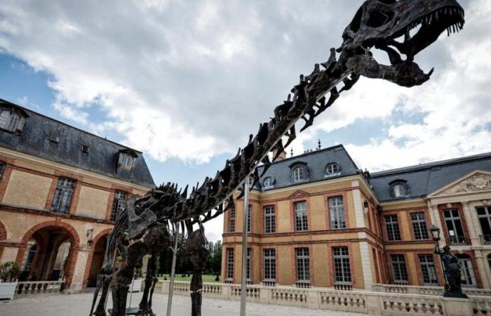 3 millions d’euros minimum pour le plus gros dinosaure jamais présenté aux enchères