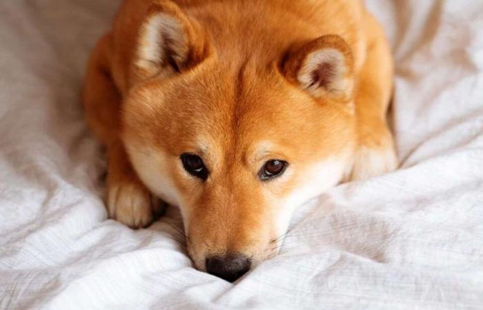 Shiba Inu et Dogecoin retracent à deux chiffres alors que le rallye se refroidit, liquidations jusqu’à 900 millions de dollars