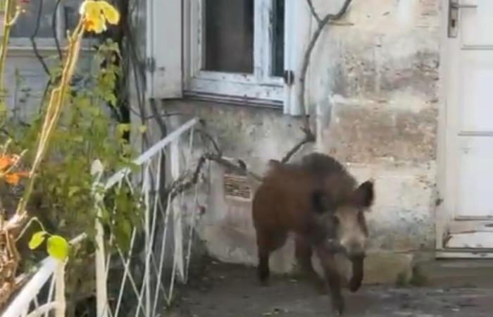 ils envahissent la ville, six sangliers abattus à Angoulême