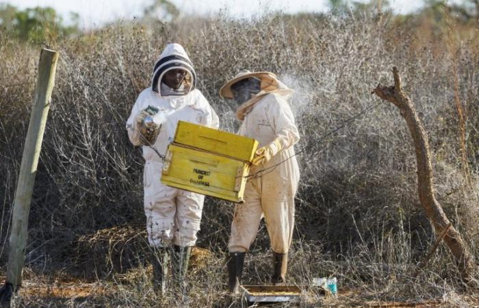 Au Kenya, les abeilles comme solution au conflit entre éléphants et humains