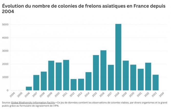 comment le frelon asiatique est arrivé en France il y a à peine 20 ans