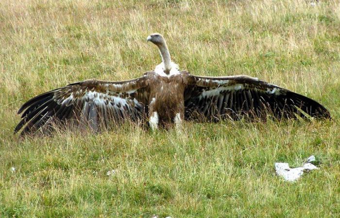 Pour “répondre à l’inquiétude croissante des éleveurs”, la préfecture de l’Aveyron autorise les tirs effrayants sur le vautour fauve