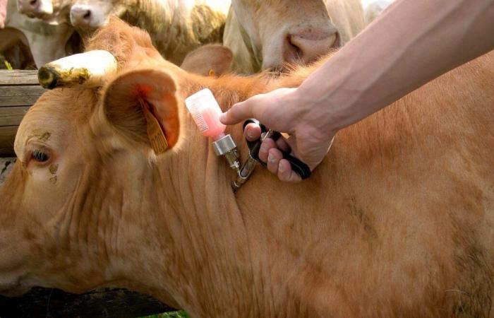 le vaccin mis gratuitement à disposition des éleveurs tarnais