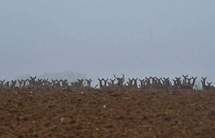 Il croise sur son chemin un groupe de 200 cerfs, dans le Jura. Résultat : ces photos spectaculaires.