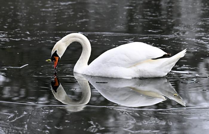 Un cygne atteint de la grippe aviaire dans le canton d’Uri