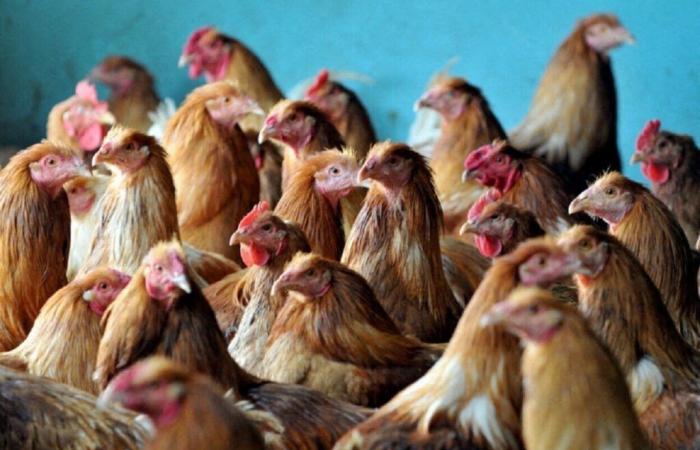 Grippe aviaire. Nouvelles mesures prises dans le Maine-et-Loire face au « risque élevé »