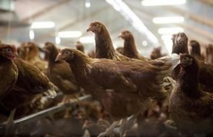 La France relève son niveau de risque – Grippe aviaire – Animaux d’élevage et filières animales – Actions de l’État