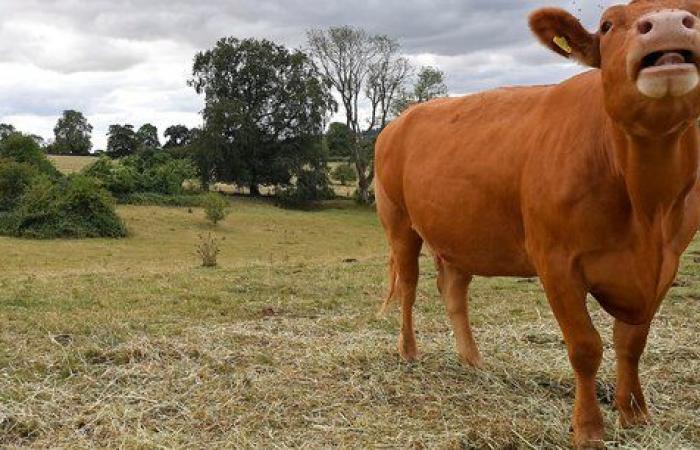 Bruxelles refuse de revoir le volet agricole