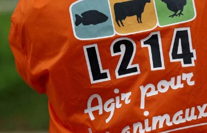 un abattoir suspendu après une plainte de L214 pour « actes de cruauté »