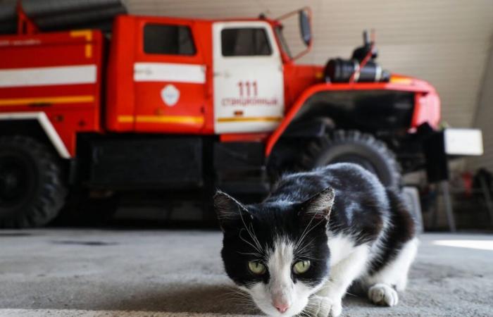 Les pompiers sauvent un chat tombé dans un récipient en verre