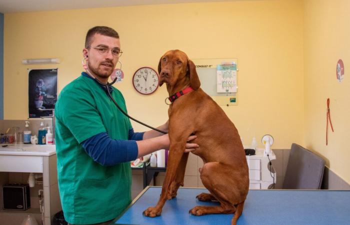 Kévin Contart, vétérinaire à Auxois-Morvan