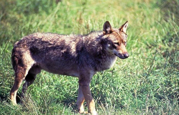 Table ronde sur les enjeux de la prédation par le loup, à Plounéour-Ménez, le 20 novembre