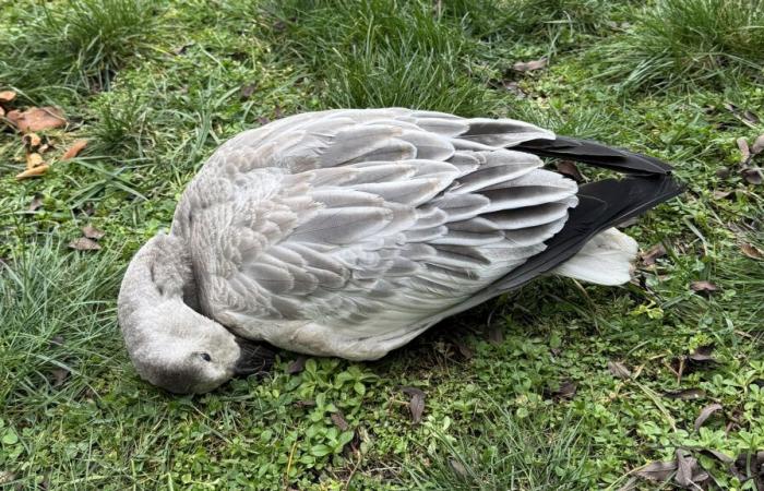 Avec l’augmentation des cas de grippe aviaire, évitez les oiseaux malades