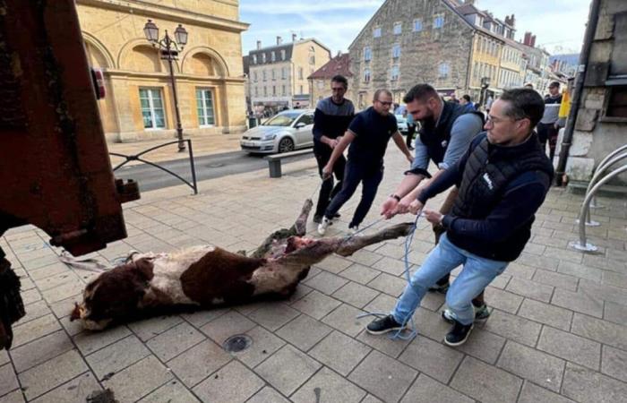 Les éleveurs déposent un cadavre de génisse devant la sous-préfecture