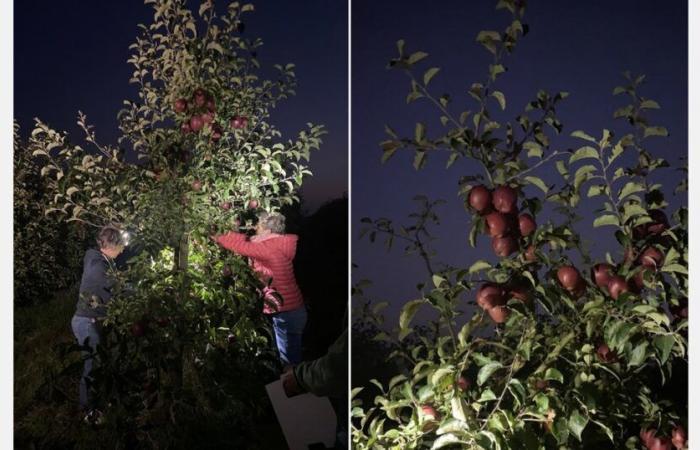 « Nous espérons que les prix augmenteront raisonnablement pour le reste de la saison »