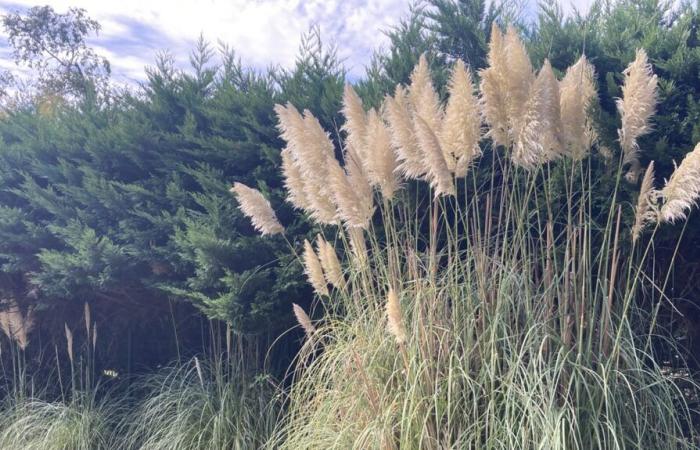 L’herbe de la pampa, une plante envahissante et interdite