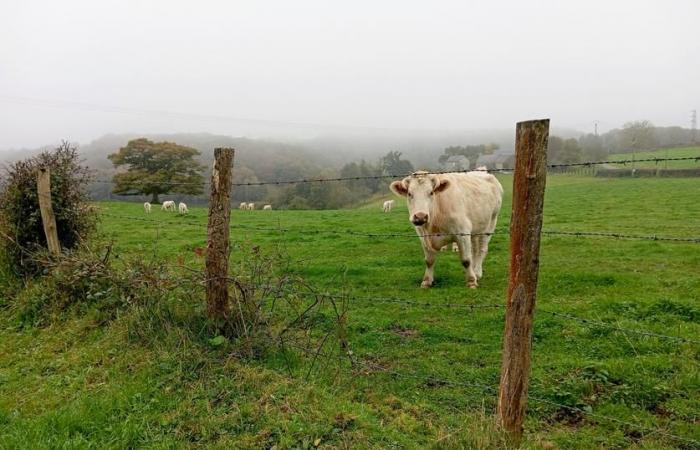 En Jeune Bovin, les prix augmentent faute d’approvisionnement, les prix des vaches se stabilisent