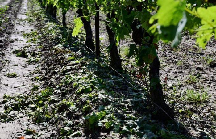 la campagne d’éradication de la vigne se termine, quelle est la tendance dans le département ?