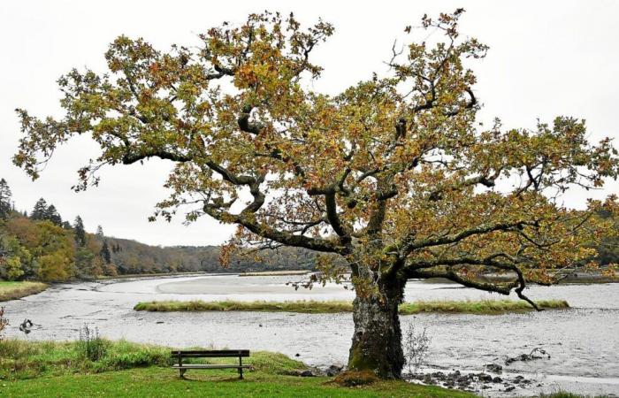 Le plus bel arbre de France est-il à l’abbaye Saint-Maurice de Clohars-Carnoët ?