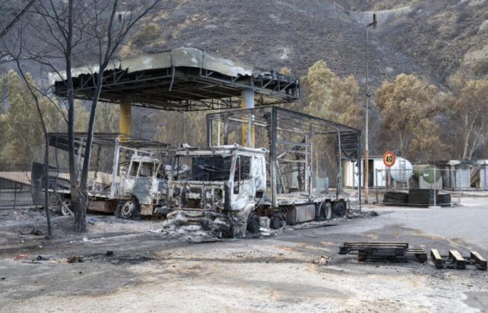 En Sicile, combattez les incendies en semant des plantes ignifuges