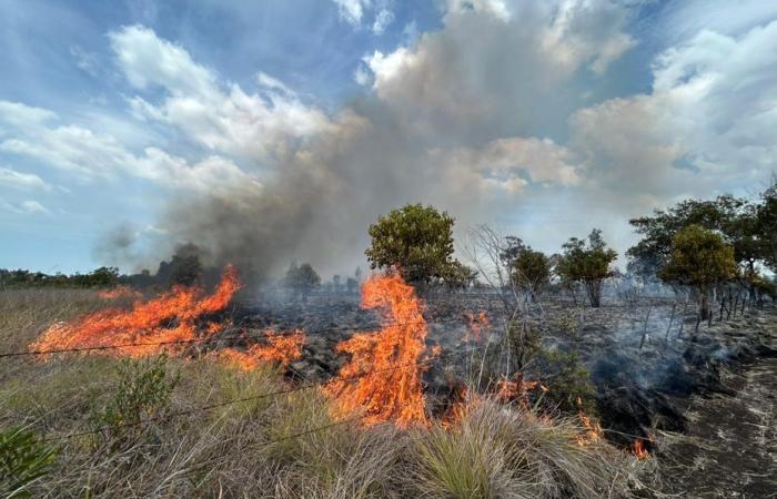 Un violent incendie ravage la végétation à proximité de l’aérodrome de Koné