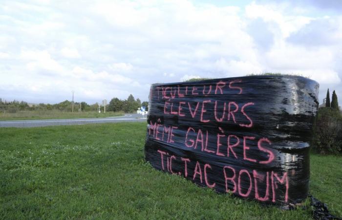 Quotas d’importation, droits de douane… Que reprochent les agriculteurs français au traité du Mercosur ?