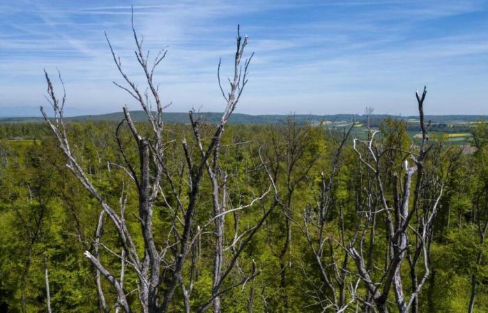 Les « puits de carbone » en difficulté, encore une mauvaise nouvelle pour le climat