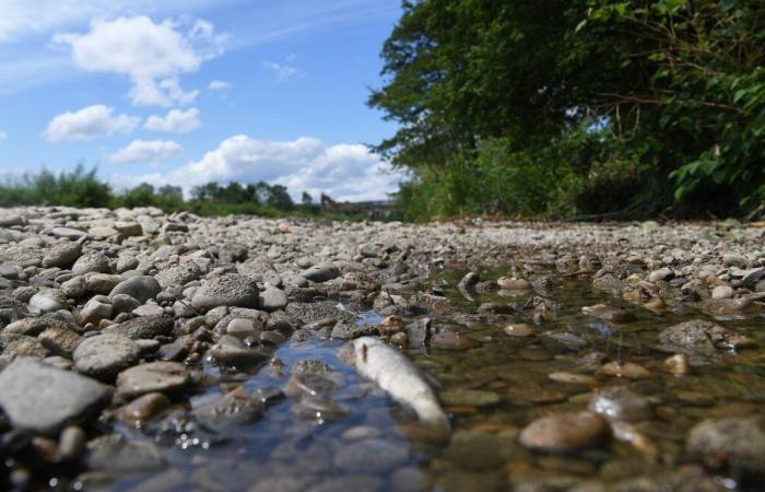 L’eau de la rivière se réchauffe, les poissons sont-ils en danger ?