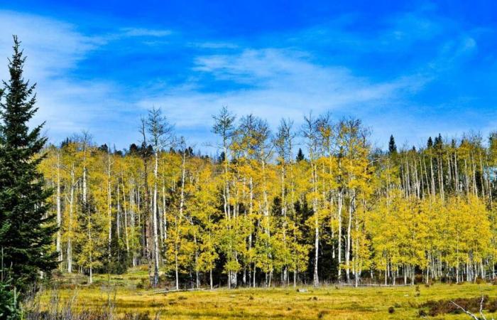 Découvrez « Pando », un organisme vivant de 43 hectares dont l’âge serait compris entre 16 000 et 80 000 ans (l’un des plus anciens au monde !)