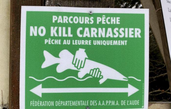 l’incroyable succès en Haute-Vallée des parcours de pêche no-kill