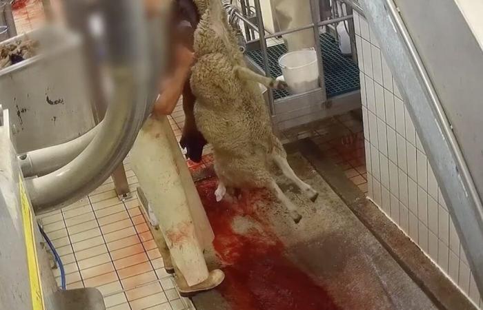 L’activité d’un abattoir suspendue pour « actes de cruauté » après une plainte de L214