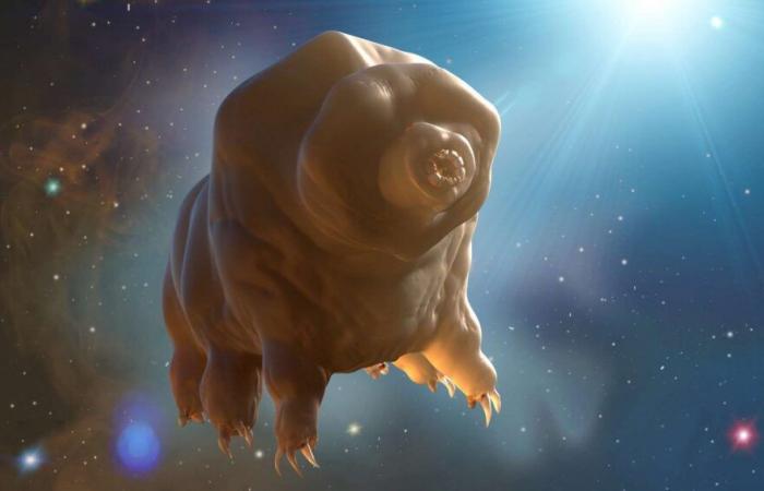 Des scientifiques chinois ont fait une incroyable découverte sur les tardigrades qui pourraient nous protéger dans l’espace