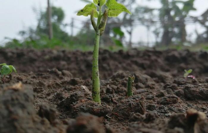 Quel est le rôle des parasites dans les écosystèmes ?