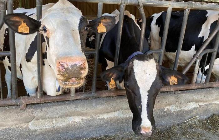 France Bleu Périgord est en direct chez un producteur laitier en Dordogne